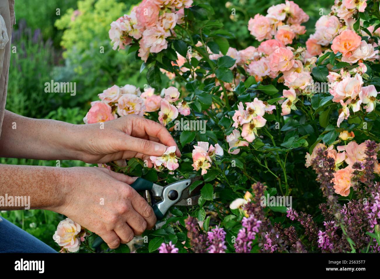 Mano di una donna di fronte al cespuglio di rose che ha distrutto i fiori spesi Foto Stock