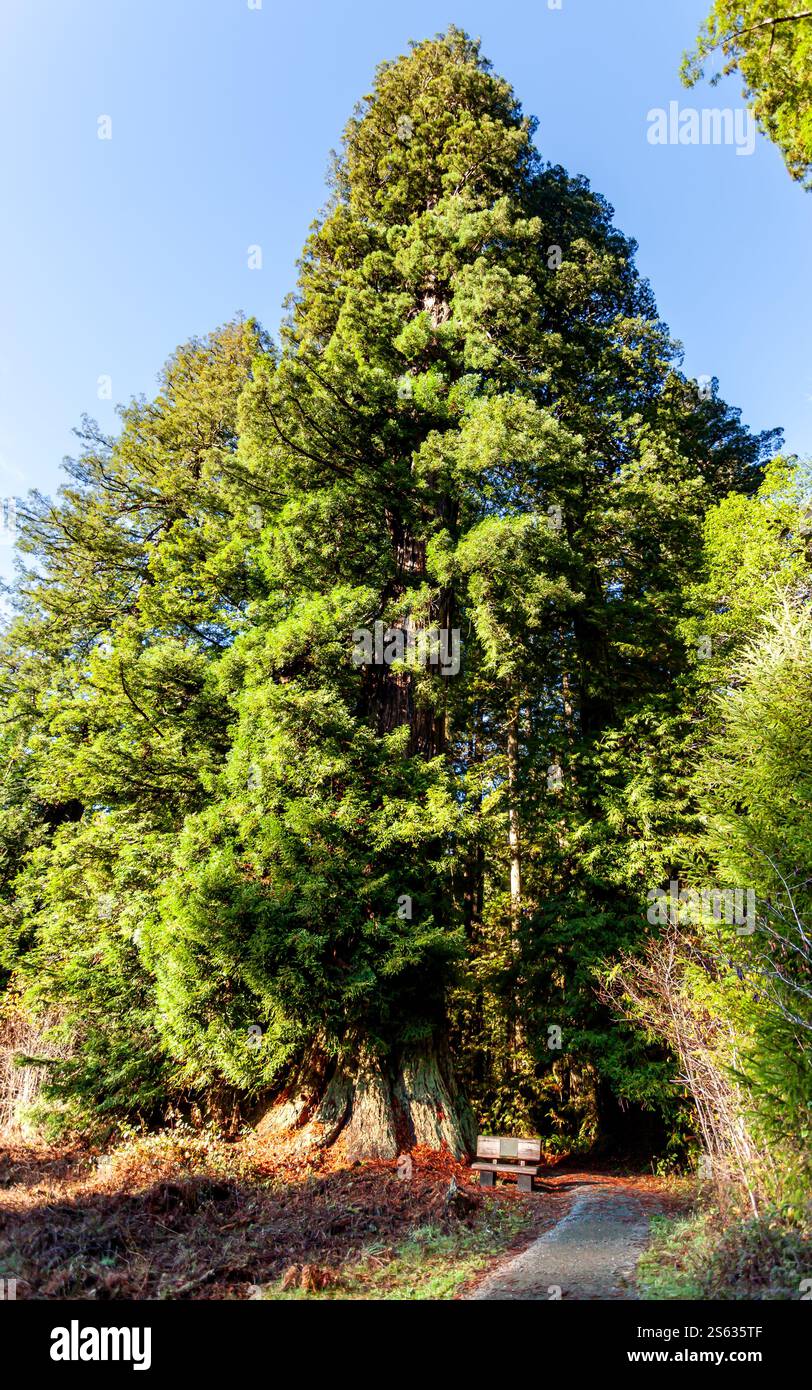 Alti alberi di sequoia dominano il paesaggio, gettando ombre su un tortuoso sentiero forestale. La luce del sole filtra attraverso il verde lussureggiante Foto Stock