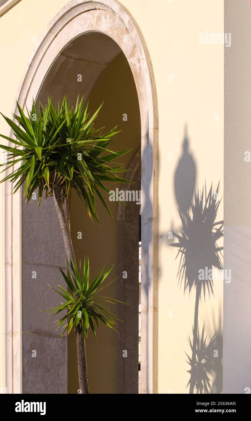 Palme che creano ombre sul muro. Verticale Foto Stock