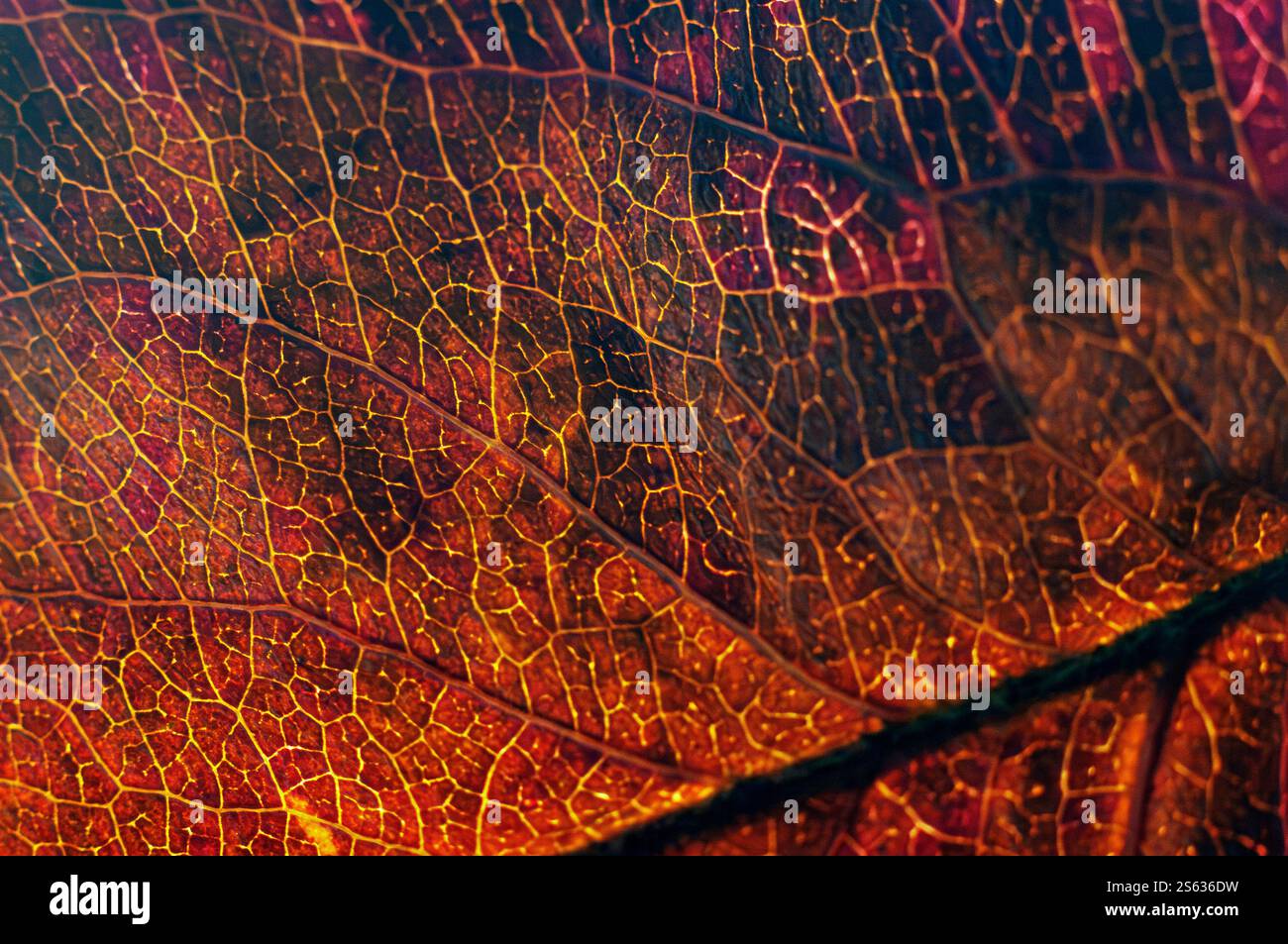 Una foglia di albero secca d'autunno. Foto Stock