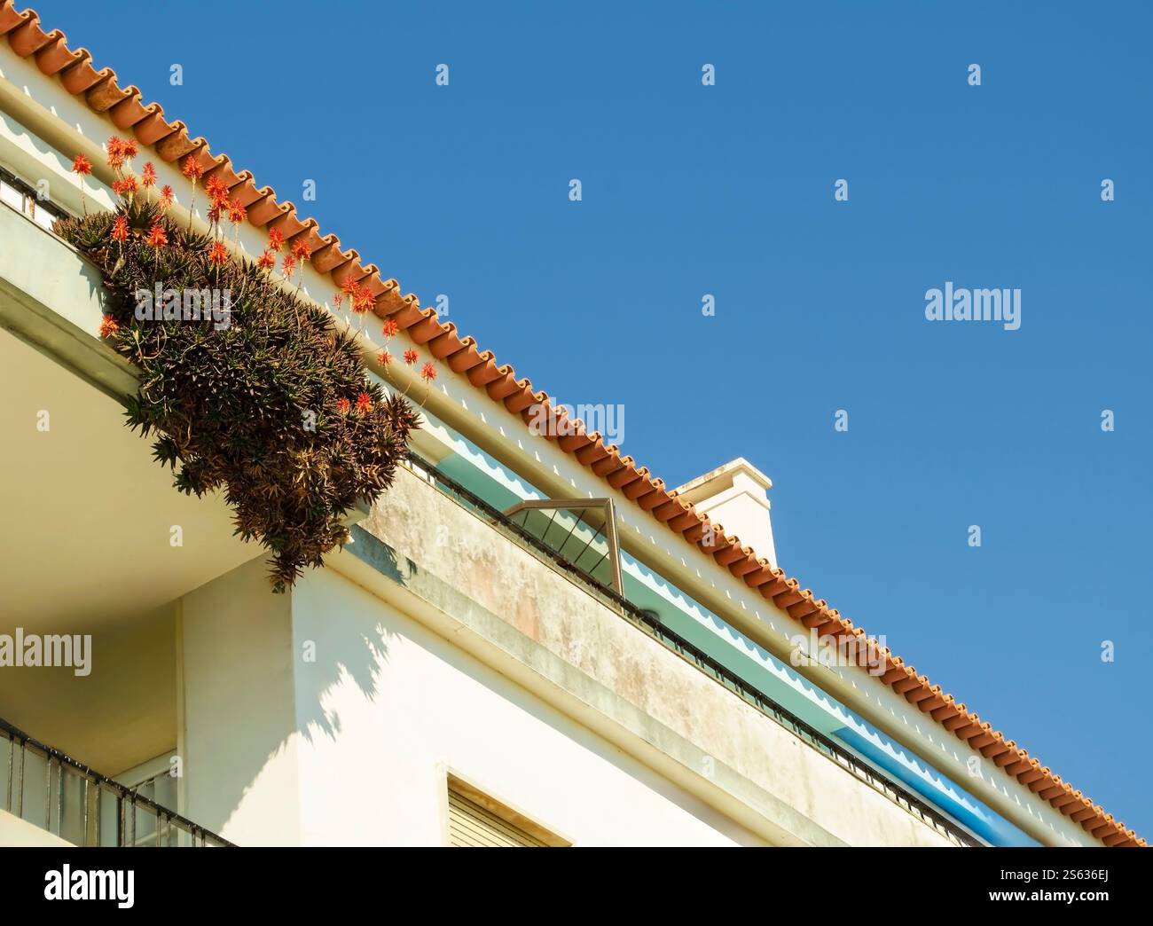 Aloe gemini, sunbird aloes. Perfetto e tipico tetto in tegole portoghese. Foto Stock