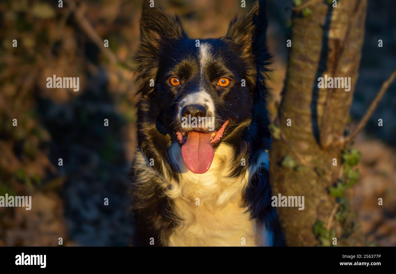 Border Collie con pelliccia bianca e nera adagiata sull'erba, che guarda con calma con gli occhi luminosi sotto la calda luce del sole in natura. Foto Stock