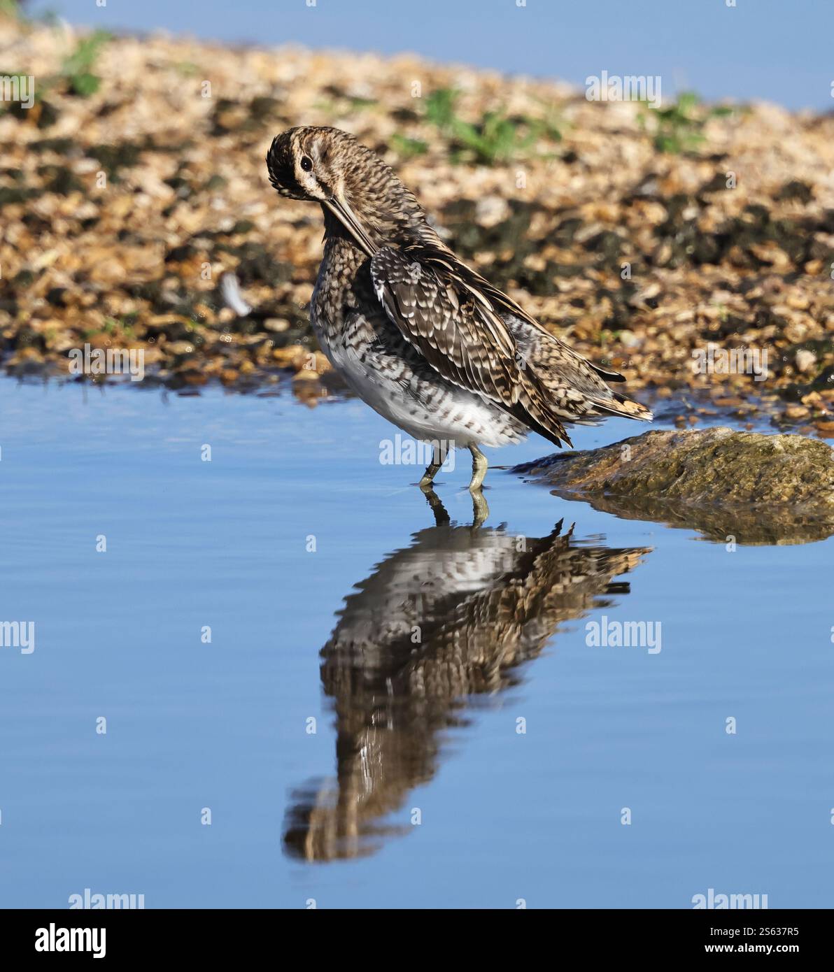 Un Common Snipe (Gallinago gallinago) sotto il sole a Slimbridge WWT Gloucestershire UK Foto Stock