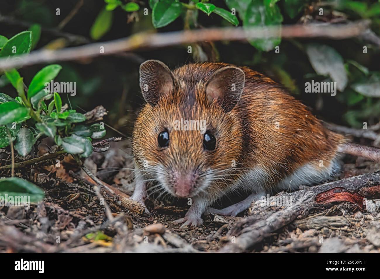 Curiosa banca vole Foto Stock