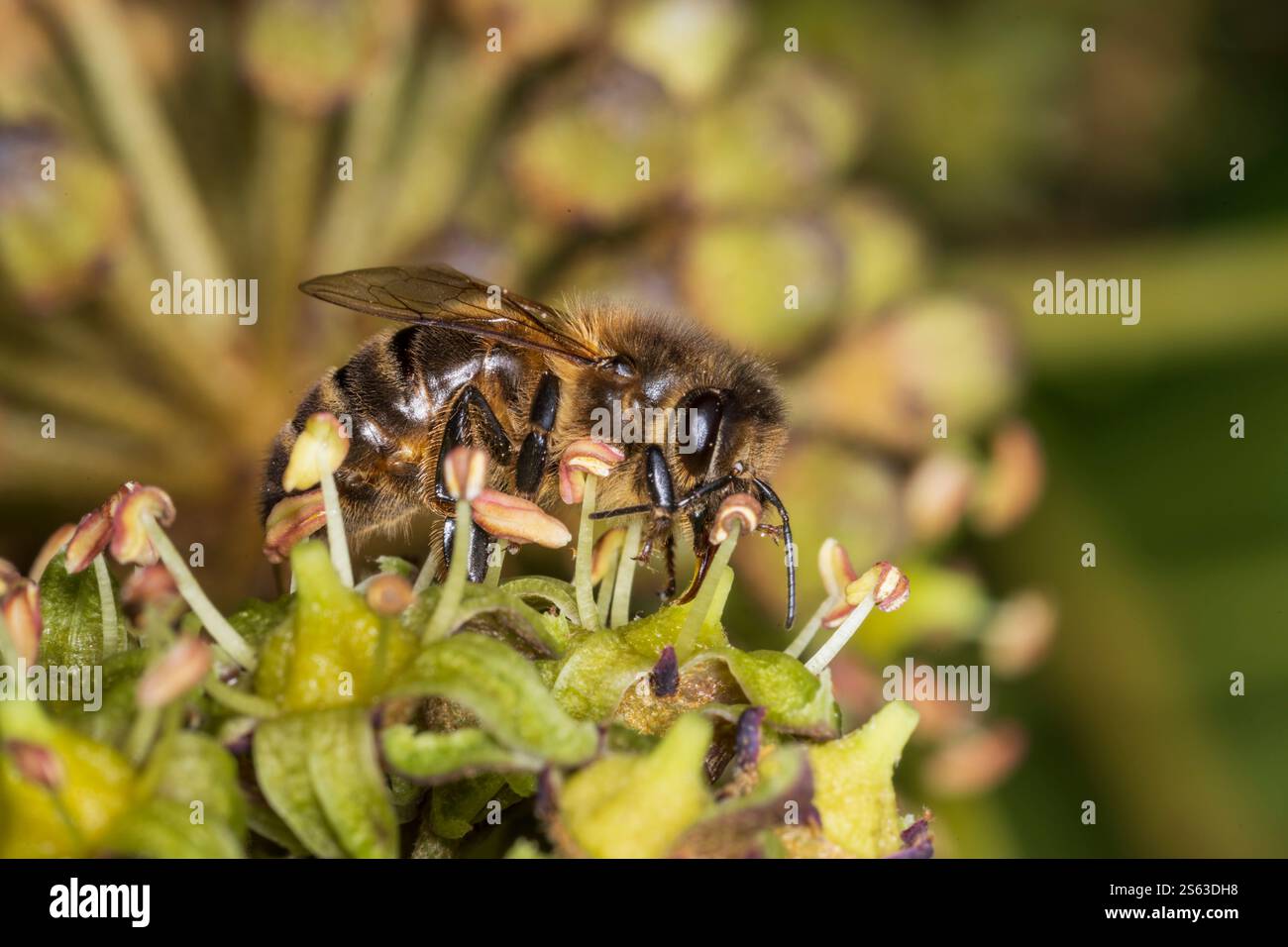Ivy bee on ivy - Colletes hederae, l'ultima ape ad essere attiva in Gran Bretagna in inverno, fotografata a metà novembre al sole sull'edera nel sud della Scozia Foto Stock