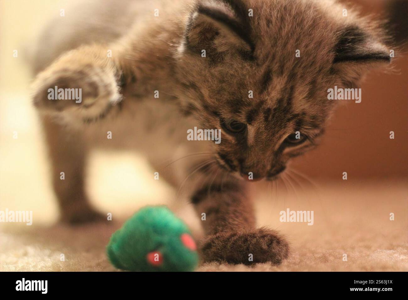 Il gattino intenso si concentra su un giocattolo colorato, catturato in un ambiente interno morbido, che mette in risalto istinti giocosi e adorabili interazioni con animali domestici. Foto Stock