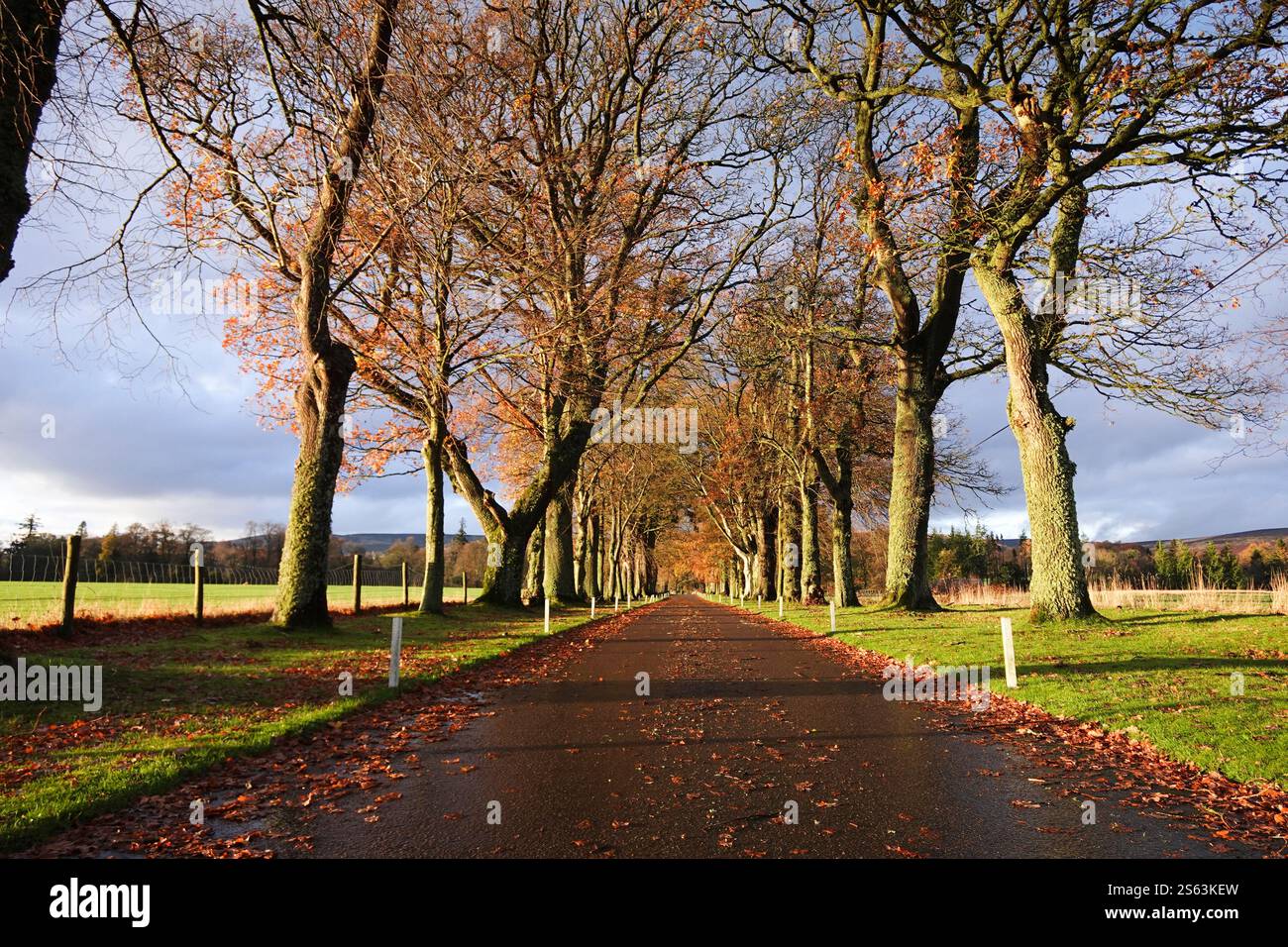 viale alberato dritto in autunno, nel tardo pomeriggio, soleggiato Foto Stock