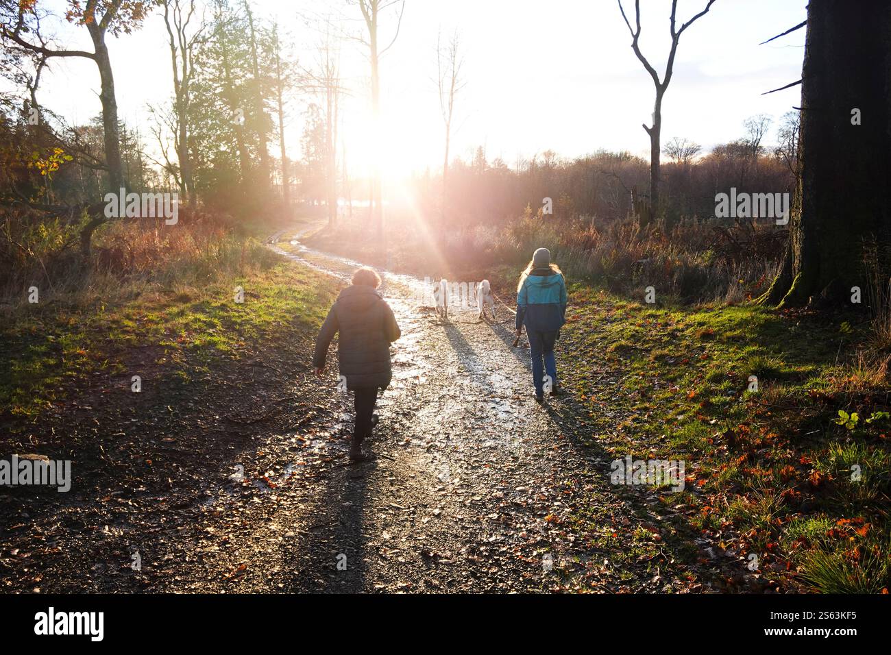 Due donne che camminano con cani sugli alberi al crepuscolo Foto Stock