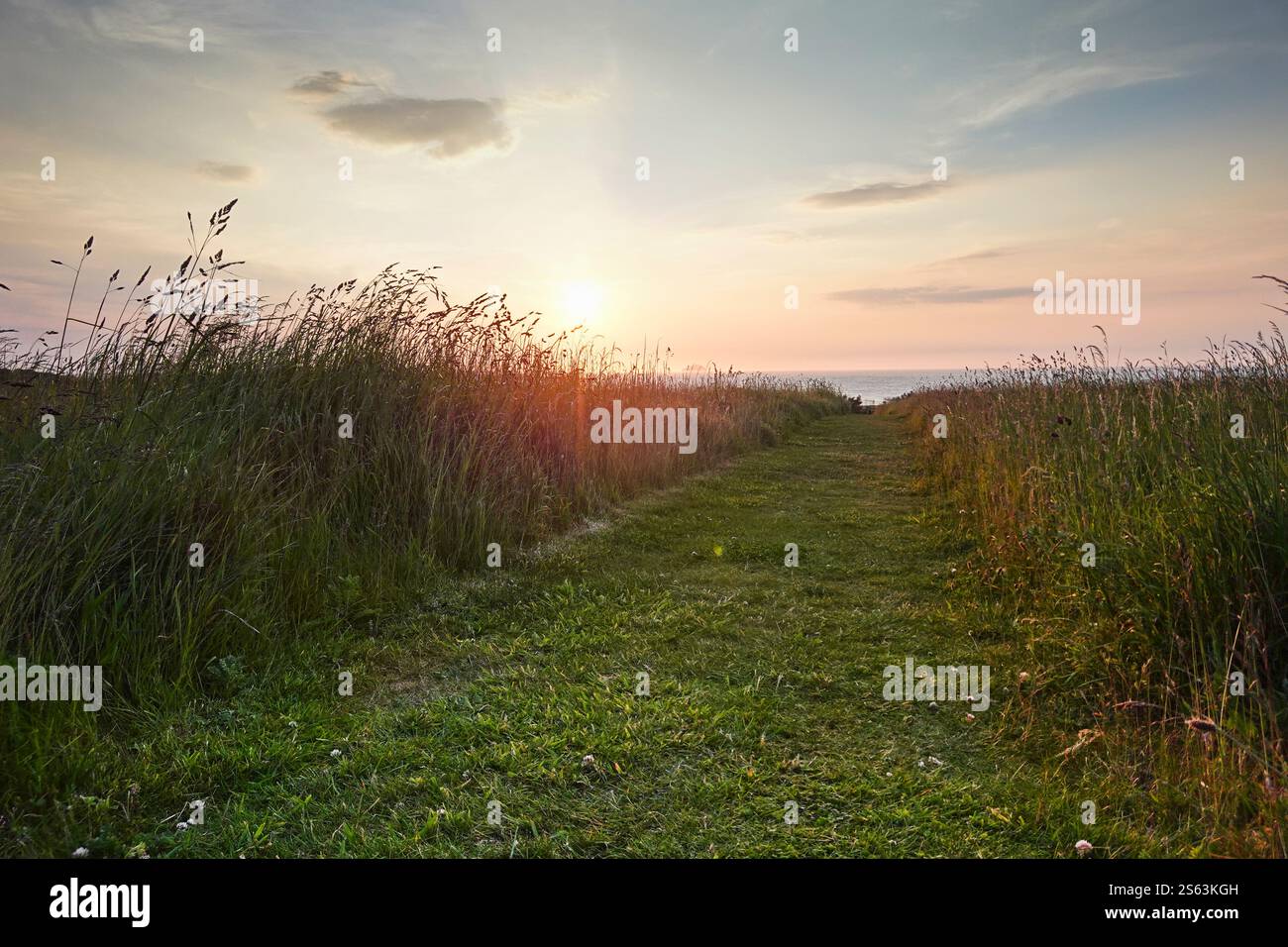 Sentiero per falciatura attraverso erba lunga Foto Stock