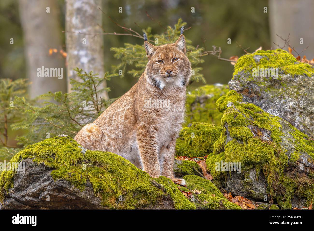Lynx (Lynx Lynx) questo gatto predatore eurasiatico di medie dimensioni è originario della Siberia, dell'Asia centrale, orientale e meridionale, del nord, Europa centrale e orientale. R Foto Stock