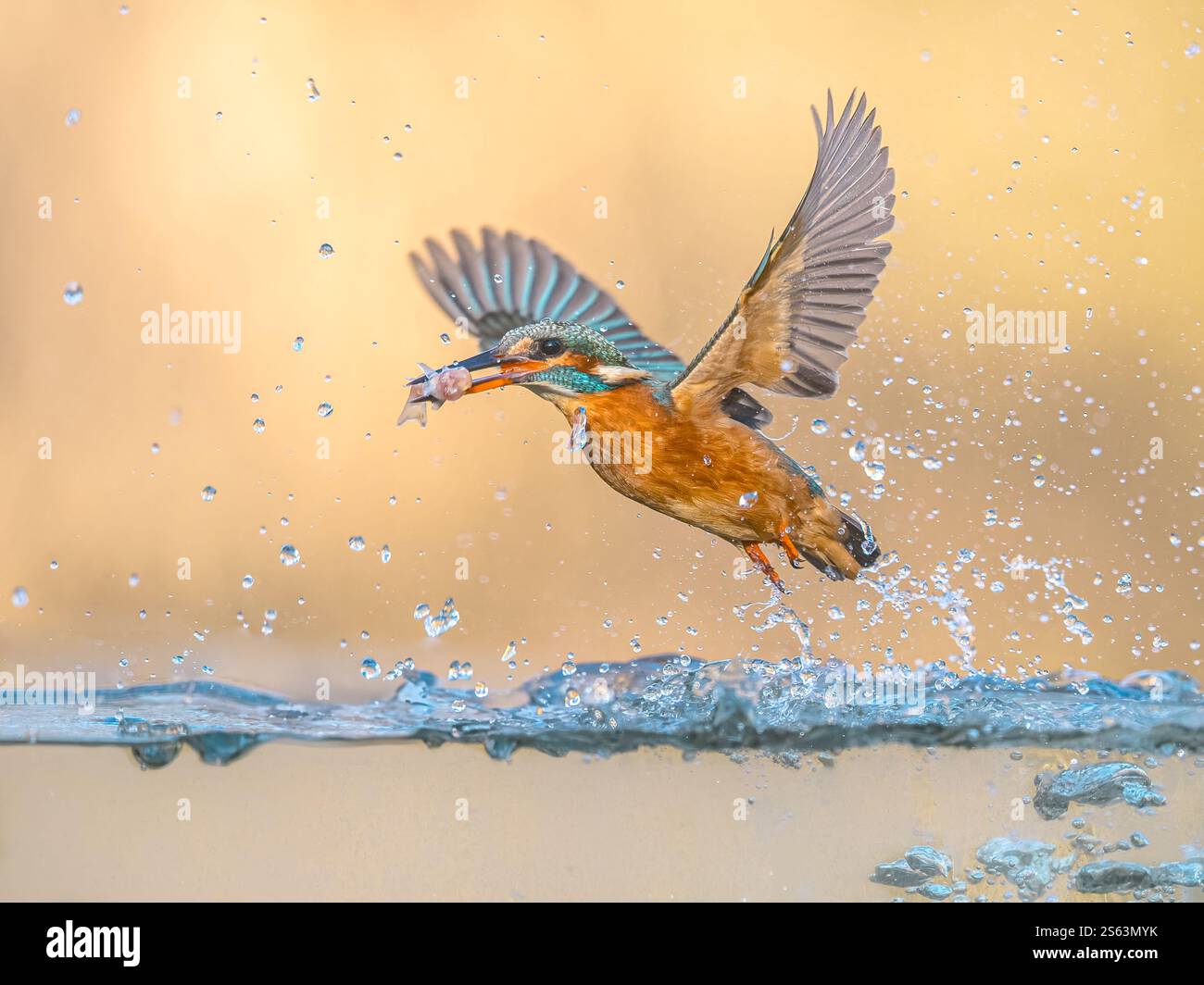 Kingfisher europeo comune (Alcedo atthis). Fiume Kingfisher che vola dopo essere uscito dall'acqua catturando pesci su un brillante sfondo naturale. Fauna selvatica SCE Foto Stock
