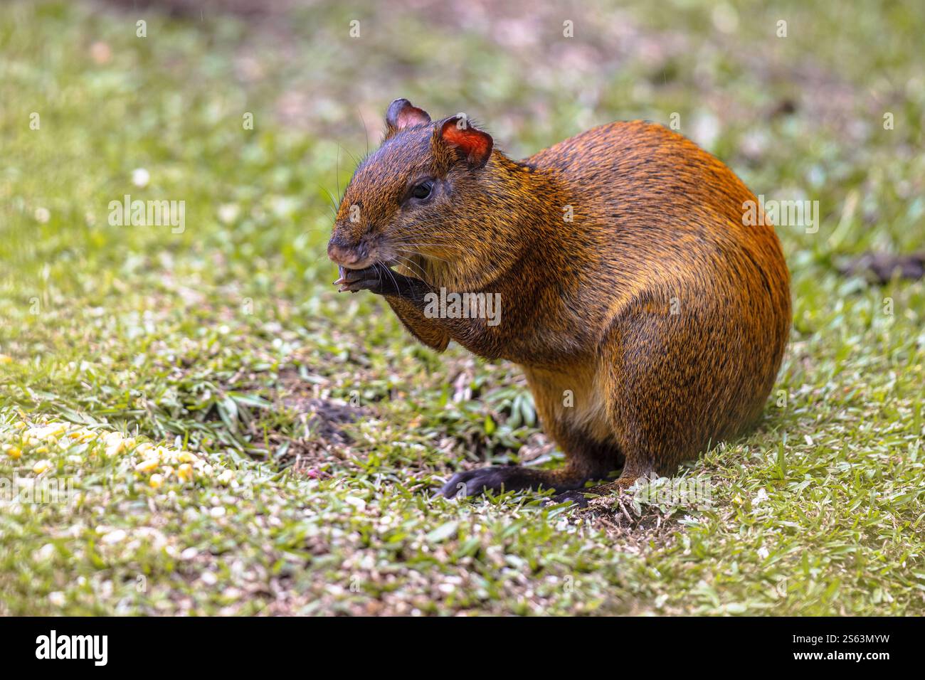Agouti centroamericani (Dasyprocta punctata) che si forgia nell'erba in Costa Rica. La natura selvaggia dell'America centrale Foto Stock