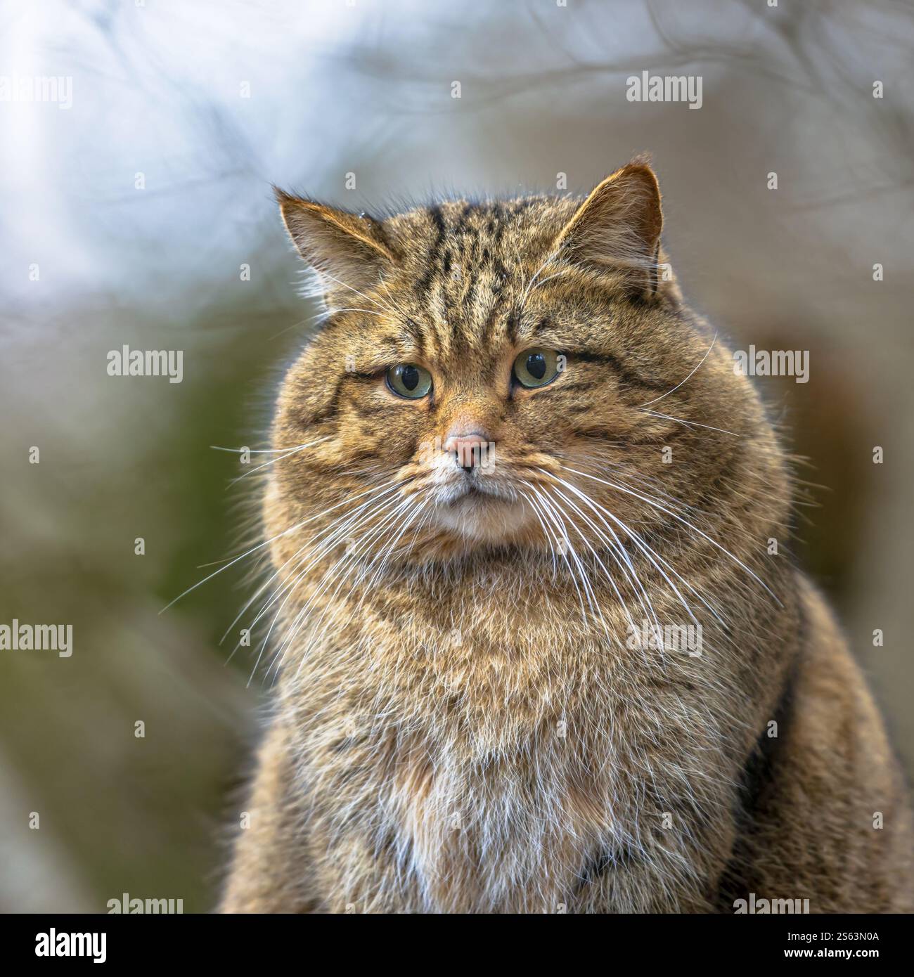 Simpatico ritratto ravvicinato del gatto selvatico europeo (Felis silvestris) in un ambiente forestale di montagna naturale Foto Stock