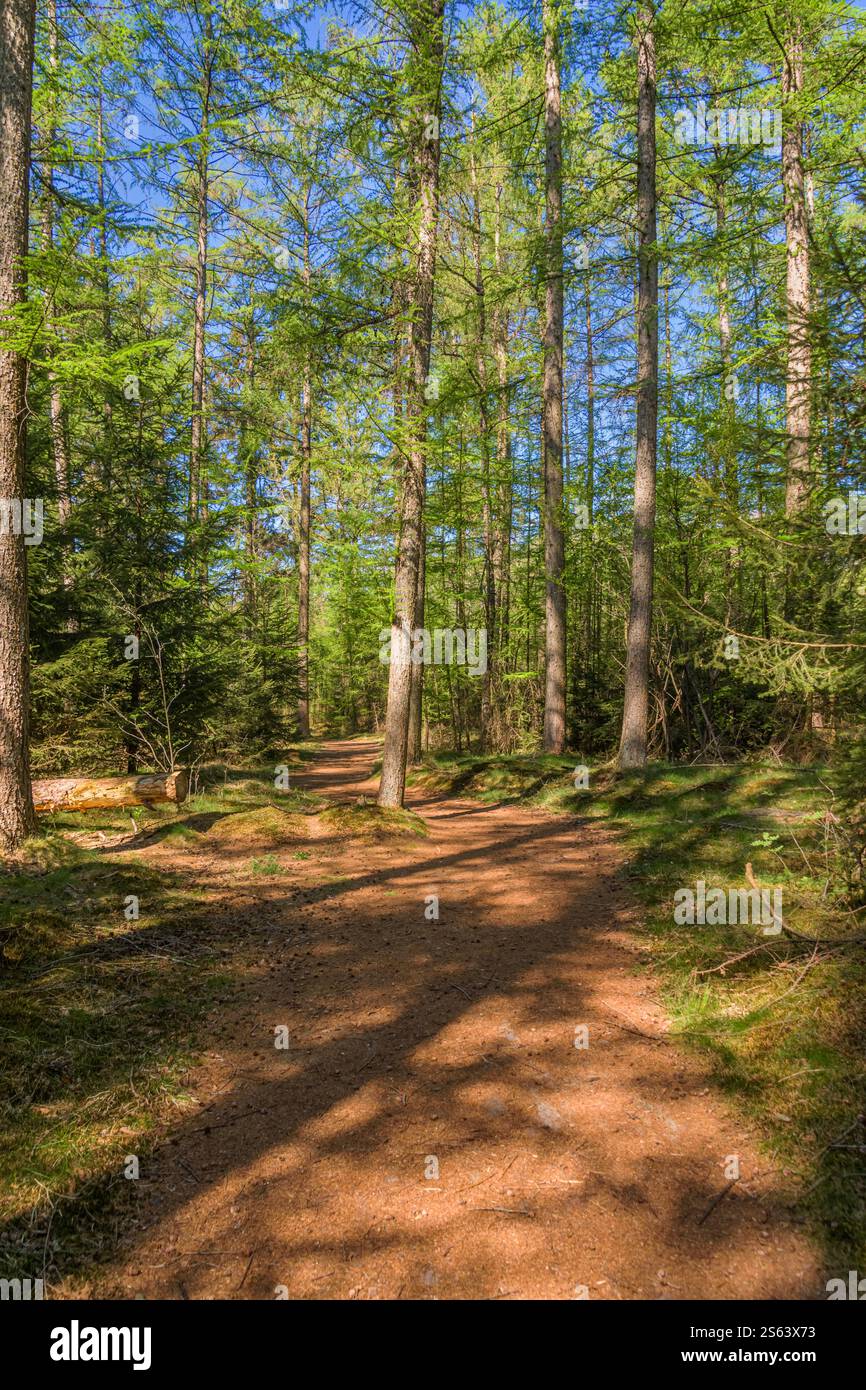 sentiero nella foresta in una giornata di sole Foto Stock