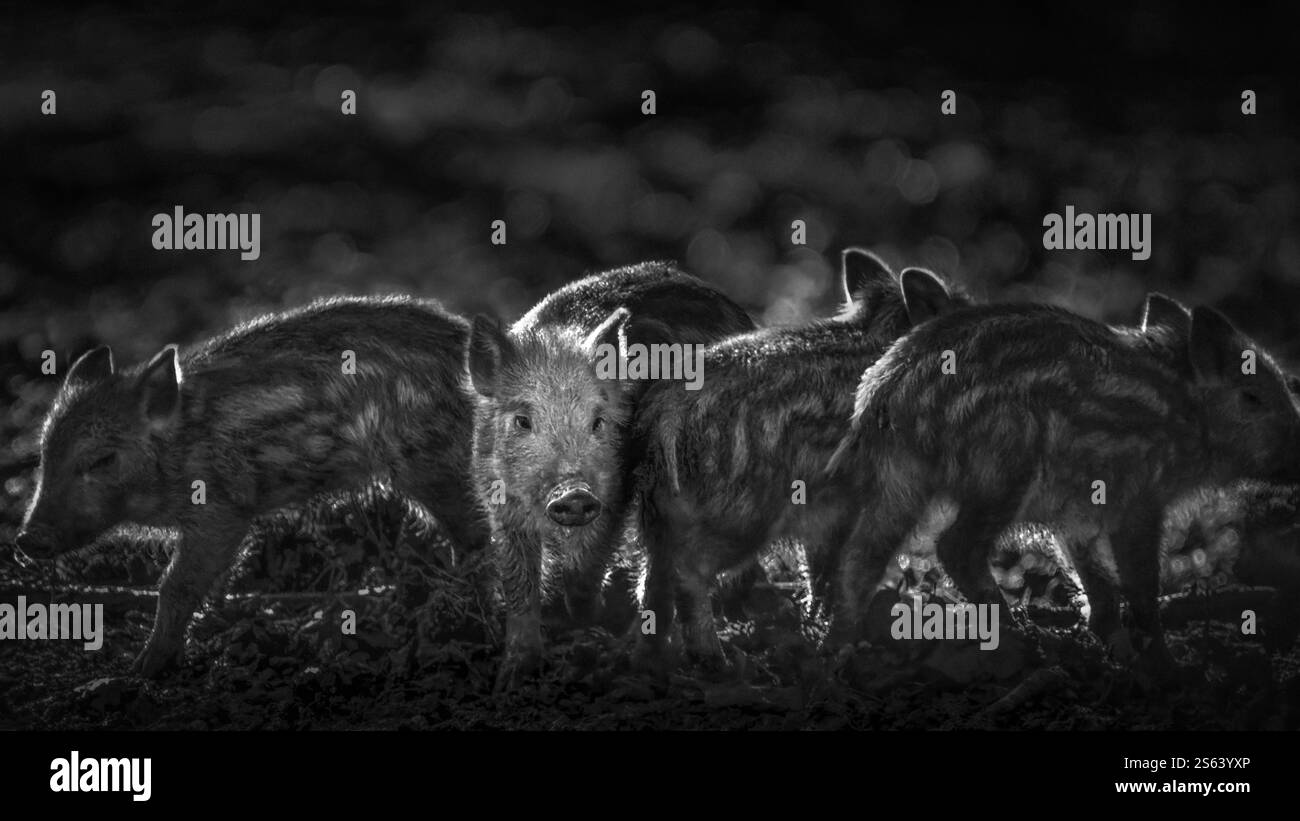 Primo piano in bianco e nero di quattro piccoli argini (Sus Scrofa) in fango, monocromatico, sfondo bokeh, spazio copia, 16:9 Foto Stock