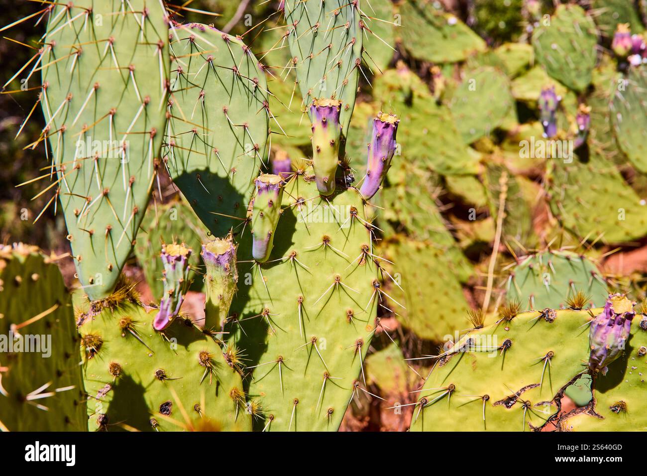 Cactus di fichi d'India con gemme viola in primo piano nel deserto illuminato dal sole Foto Stock