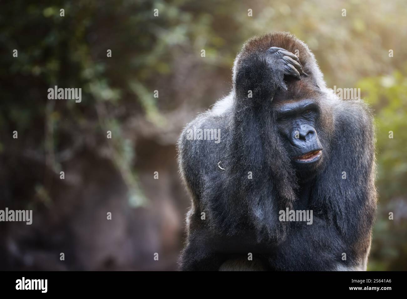 Silverback Western Lowland Gorilla isolato su sfondo sfocato della giungla. Gorilla premurosa in una luce calda. Ideale per la conservazione e la fauna selvatica. Foto Stock