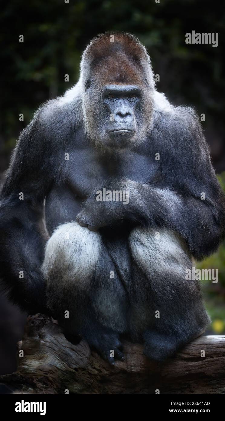 Silverback, maestoso gorilla di pianura occidentale seduto in una posa pensiva in mezzo a un ambiente naturale. Ideale per temi di conservazione e educazione alla fauna selvatica. Foto Stock