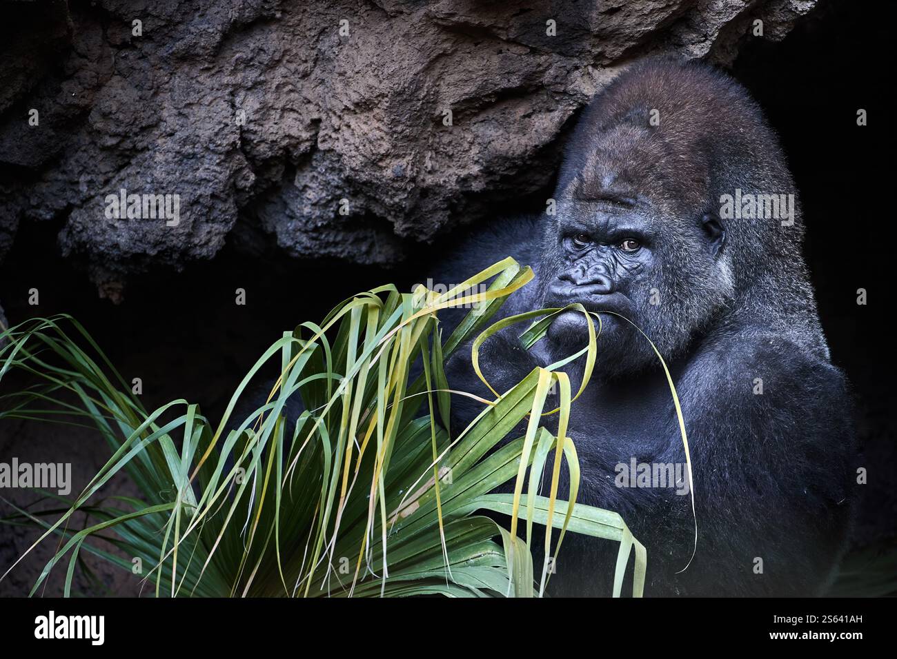 Silverback Gorilla mangia vegetazione fresca nel suo habitat naturale. Ideale per la conservazione della fauna selvatica, studi sul comportamento degli animali e Campaig a tema naturalistico Foto Stock
