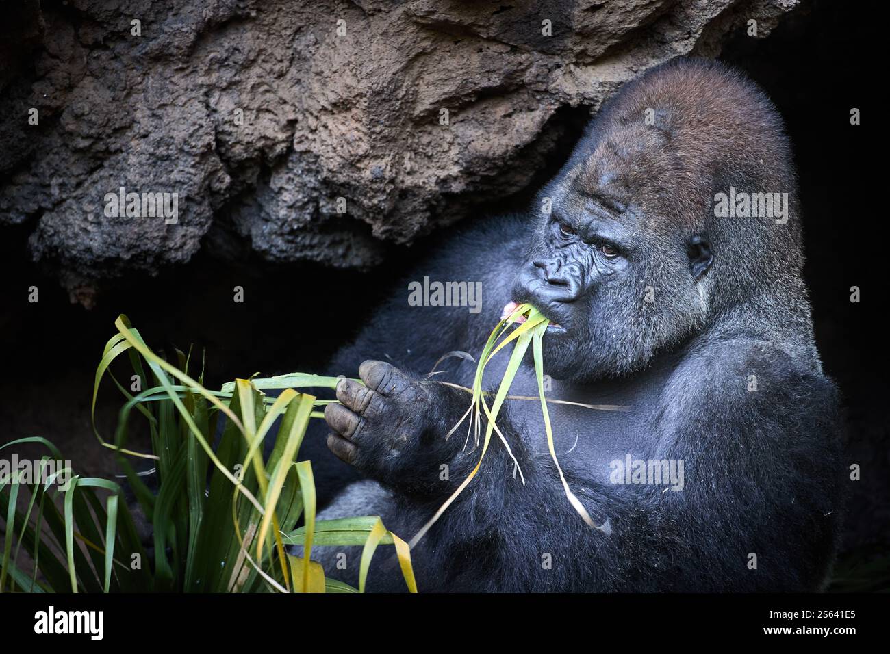 Silverback Gorilla mangia vegetazione fresca nel suo habitat naturale. Ideale per la conservazione della fauna selvatica, studi sul comportamento degli animali e Campaig a tema naturalistico Foto Stock