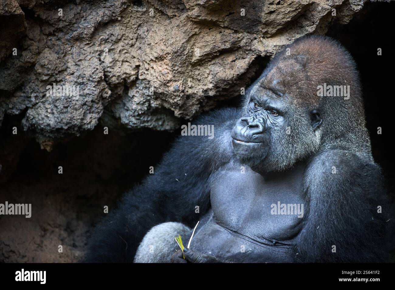 Primo piano, il premuroso Silverback Gorilla si rilassa vicino a una grotta rocciosa. Ideale per fotografie naturalistiche, campagne di conservazione e opere d'arte ispirate alla natura Foto Stock