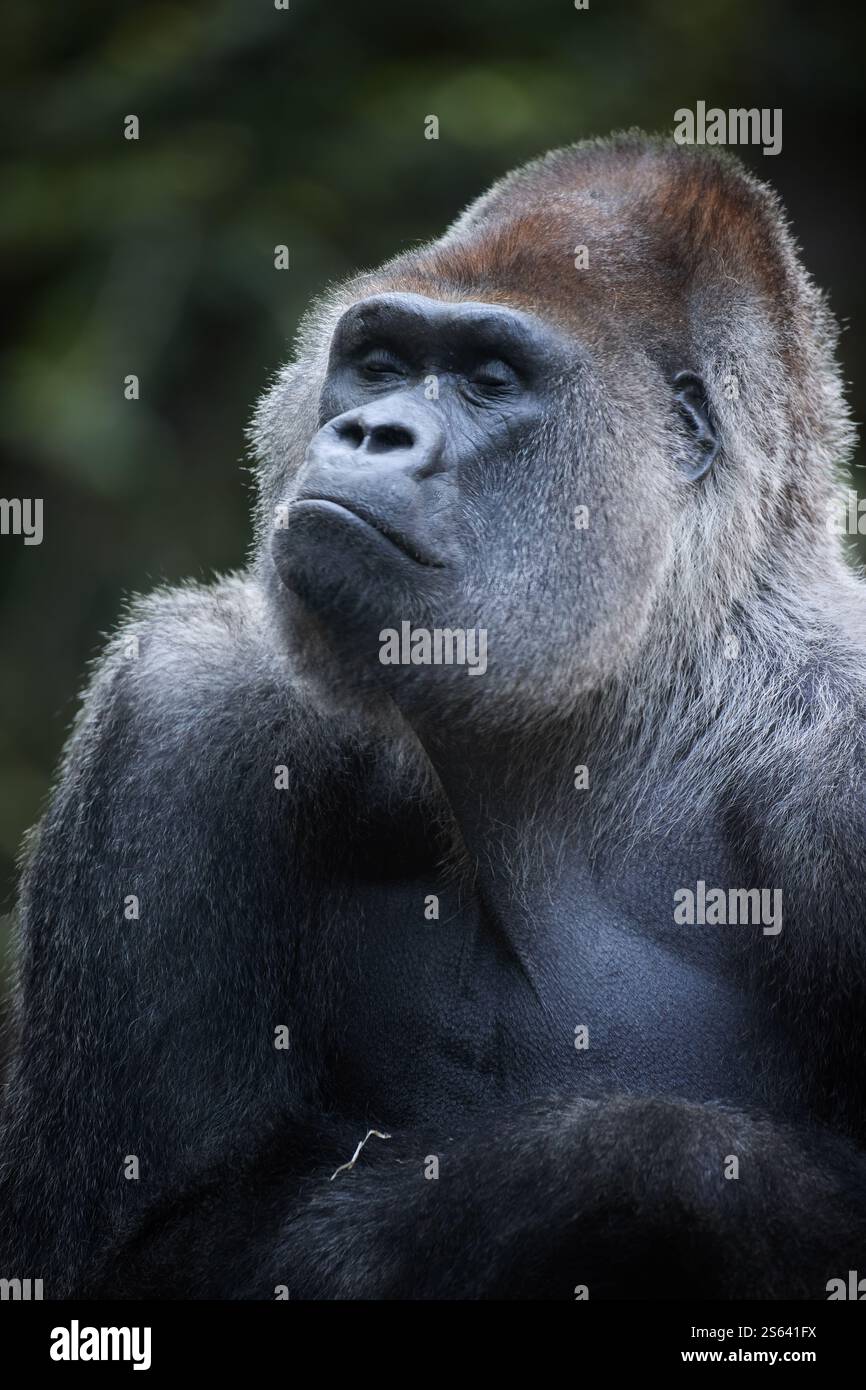 Primo piano Ritratto di una maestosa Gorilla del Lowland occidentale in un habitat naturale. Perfetto per i temi della fotografia naturalistica, della conservazione e della natura. Foto Stock