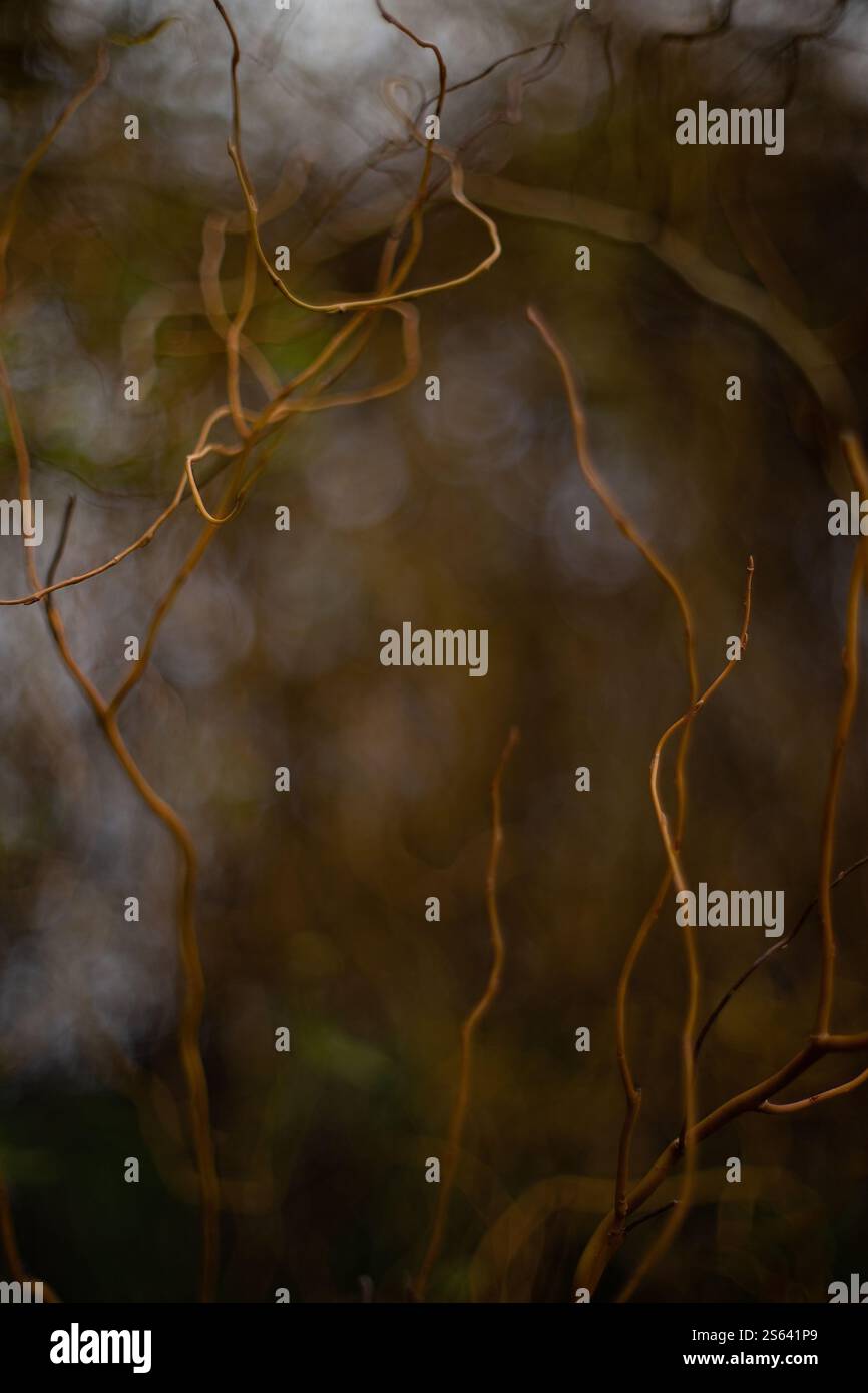 Vista artistica e astratta dei rami di salice riccio in un giardino d'inverno. Foto Stock