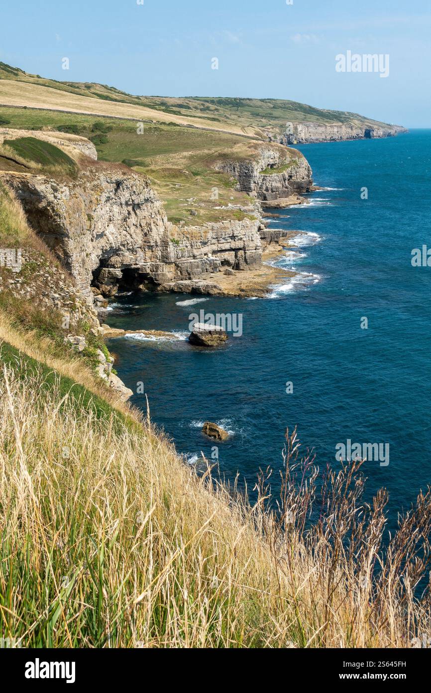 Splendide viste costiere lungo il South West Coastal Path a Seacombe verso Swanage con il tempo perfetto sull'isola di Purbeck, Dorset, Inghilterra, Regno Unito Foto Stock