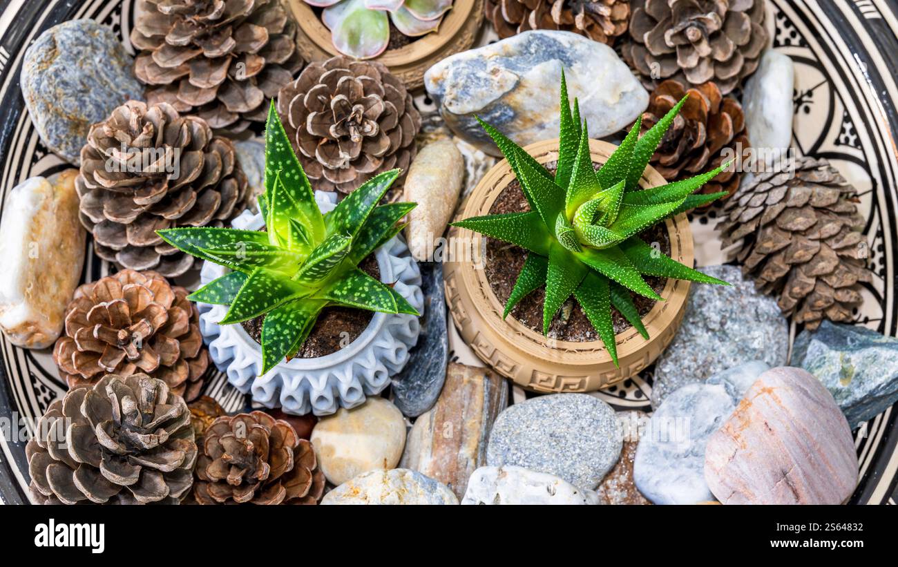 Piante di aloe in vaso su pietre sparse e pinne Foto Stock