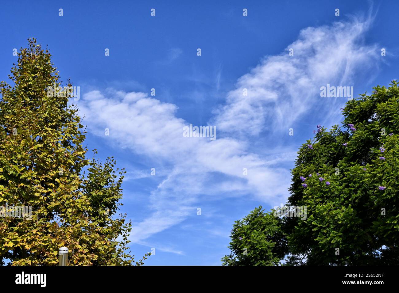 Nuvole e contrade a forma di X su un cielo blu tra gli alberi. Foto Stock