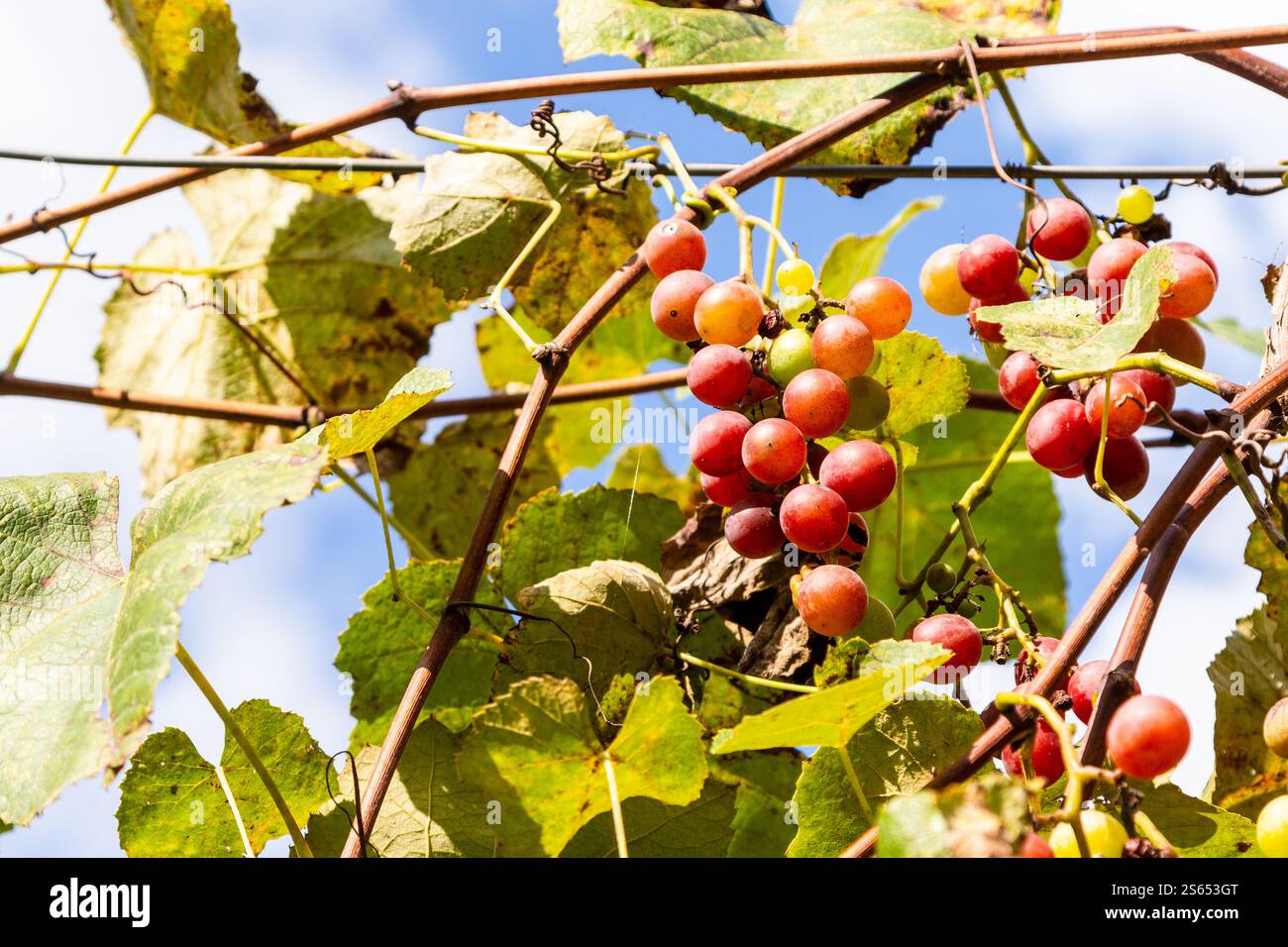 Viaggia in Georgia: Grappoli di uva sul vigneto nel villaggio di Tskhemlara in Adjara, in un soleggiato giorno autunnale Foto Stock