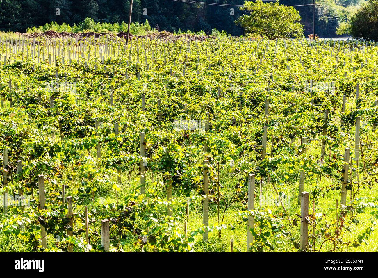 Viaggia verso la Georgia, un vigneto agricolo con uva Tsolikouri nella valle di montagna in Adjara, il soleggiato giorno autunnale Foto Stock