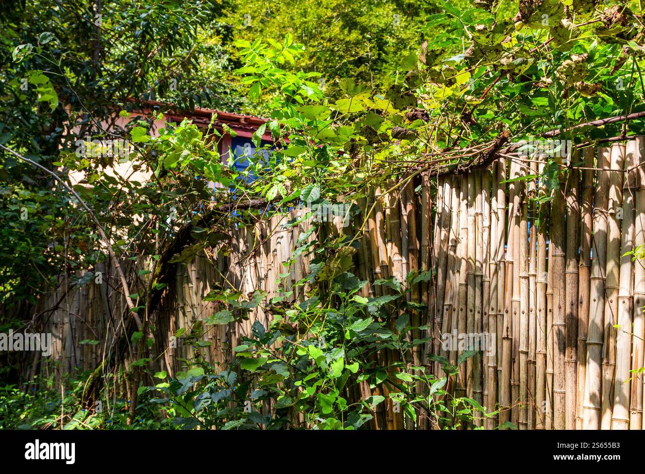 Viaggia verso la Georgia, recinzione di bambù ricoperta di vigne verdi nel villaggio di Mirveti in Agiaria, il soleggiato giorno autunnale Foto Stock