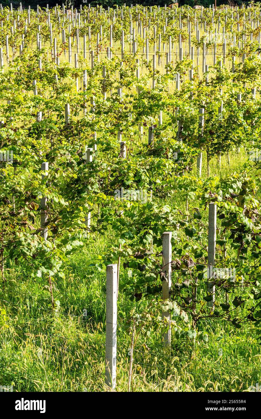 Viaggia verso la Georgia, un vigneto rurale con uva Tsolikouri nella valle di montagna in Adjara, il soleggiato giorno autunnale Foto Stock
