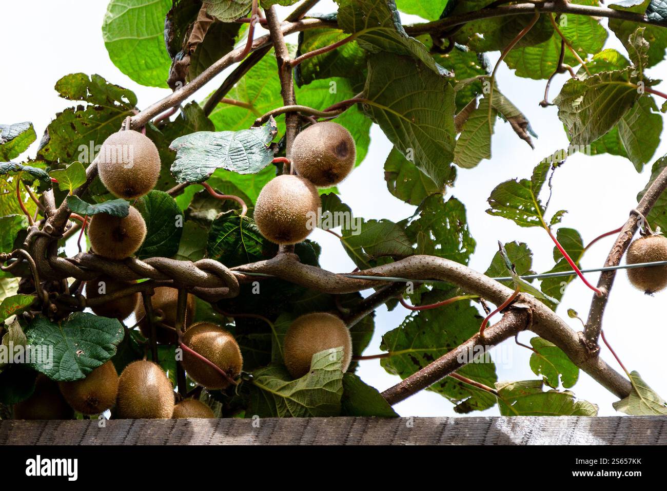 Viaggia in Georgia: Molti kiwi maturi sulla vite in Agiaria il giorno d'autunno Foto Stock