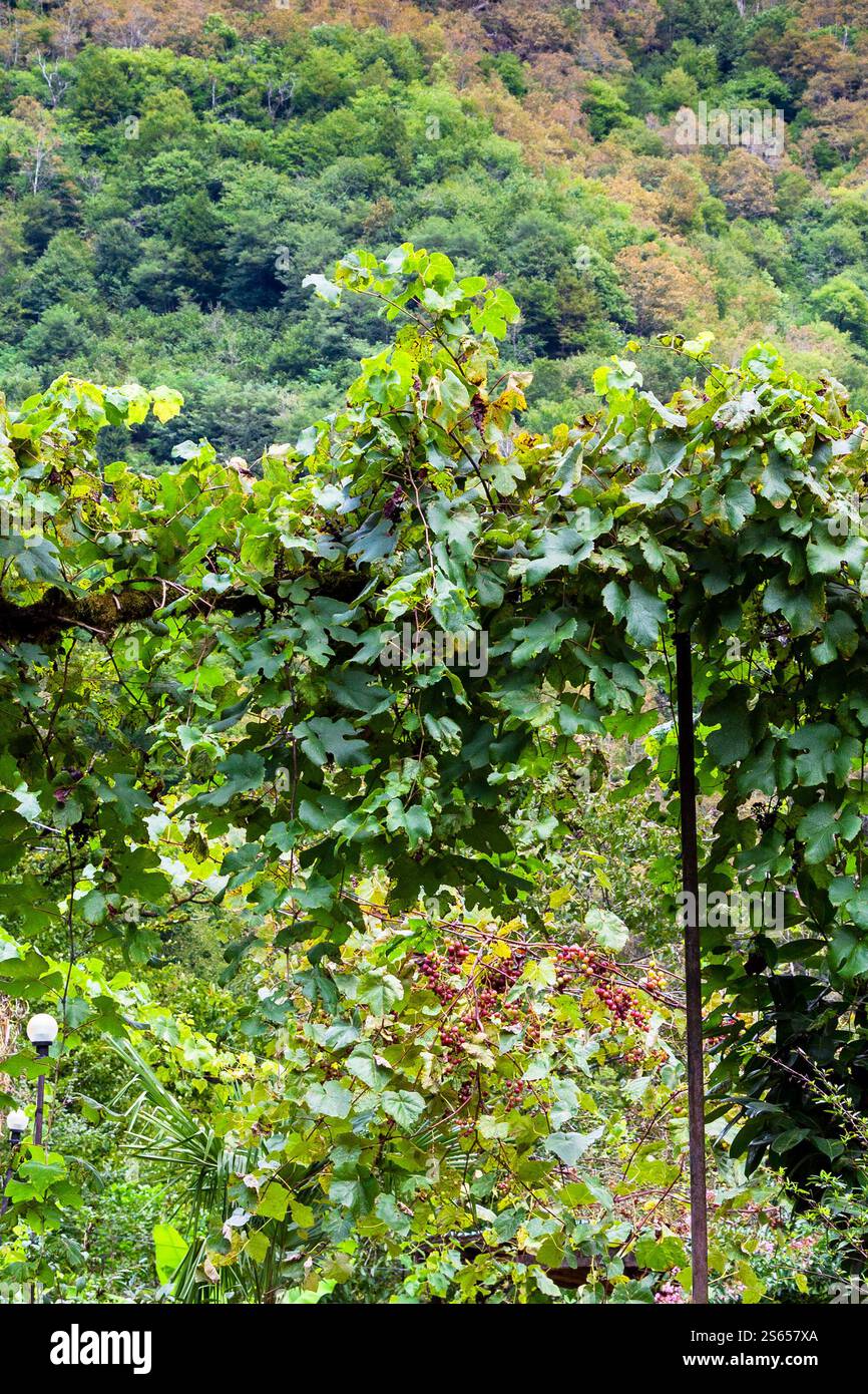 Viaggia verso la Georgia - vigneti nel villaggio di Tskhemlara nelle montagne dell'Adjara in autunno Foto Stock