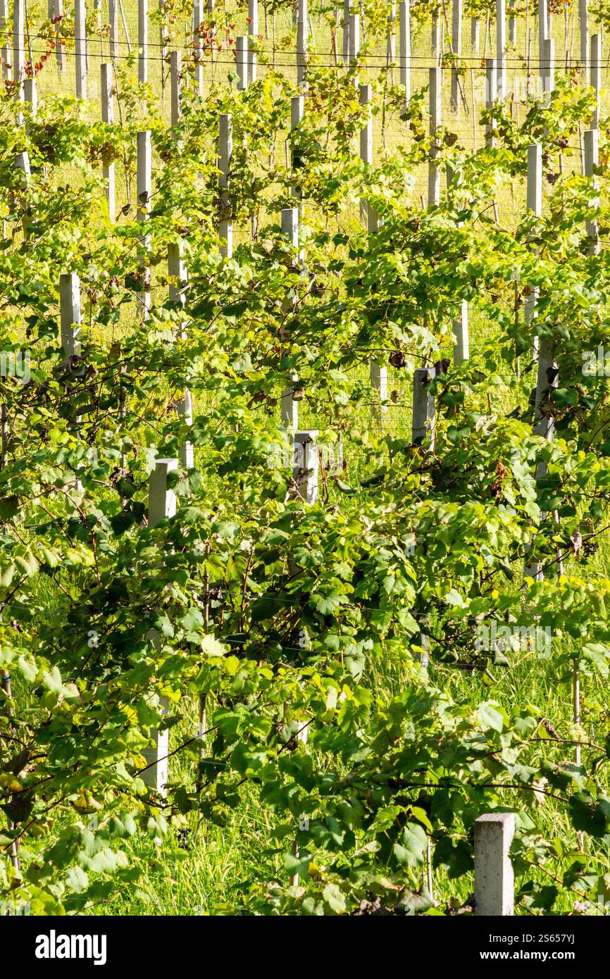 Viaggia verso la Georgia - vigneto con uve Tsolikouri nella valle di montagna ad Adjara in un giorno d'autunno soleggiato Foto Stock