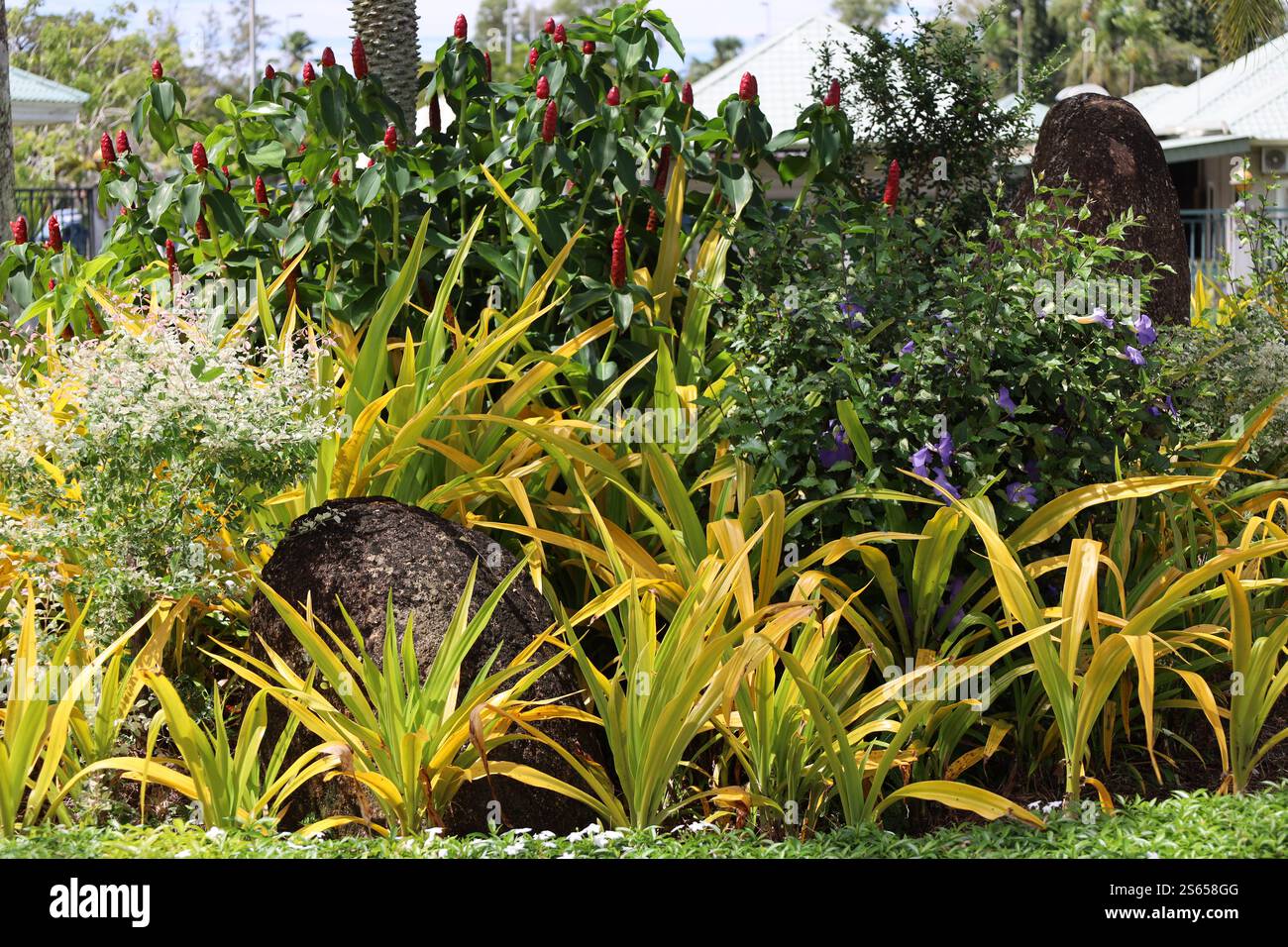 grandi piante con lunghe e sottili foglie gialle verdi dominano una gamma di fiori e colori nel giardino paesaggistico Foto Stock