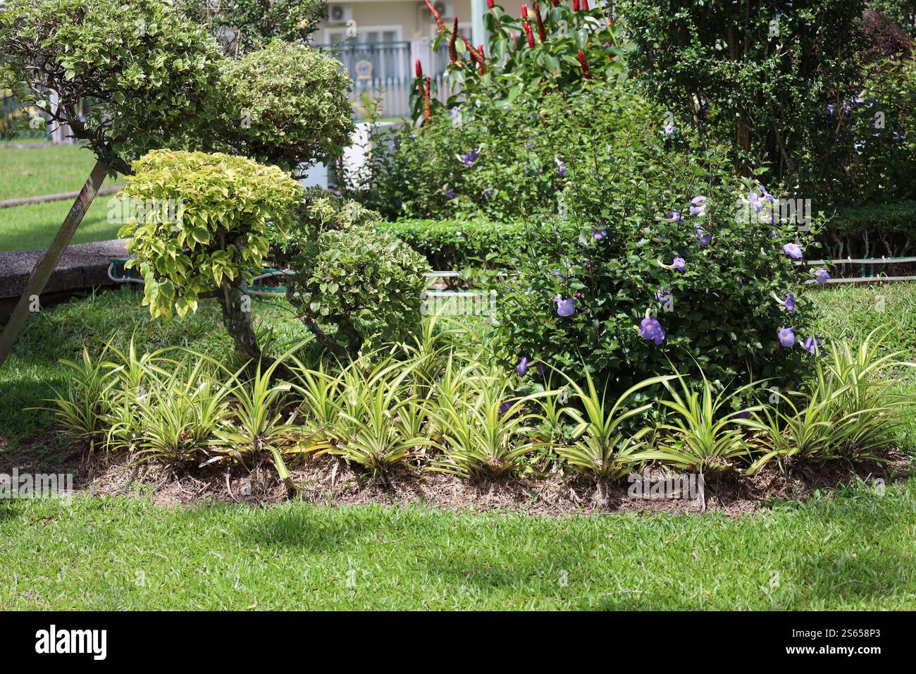 i fiori di blu brillante su foglie di verde scuro evidenziano l'area paesaggistica complessa Foto Stock
