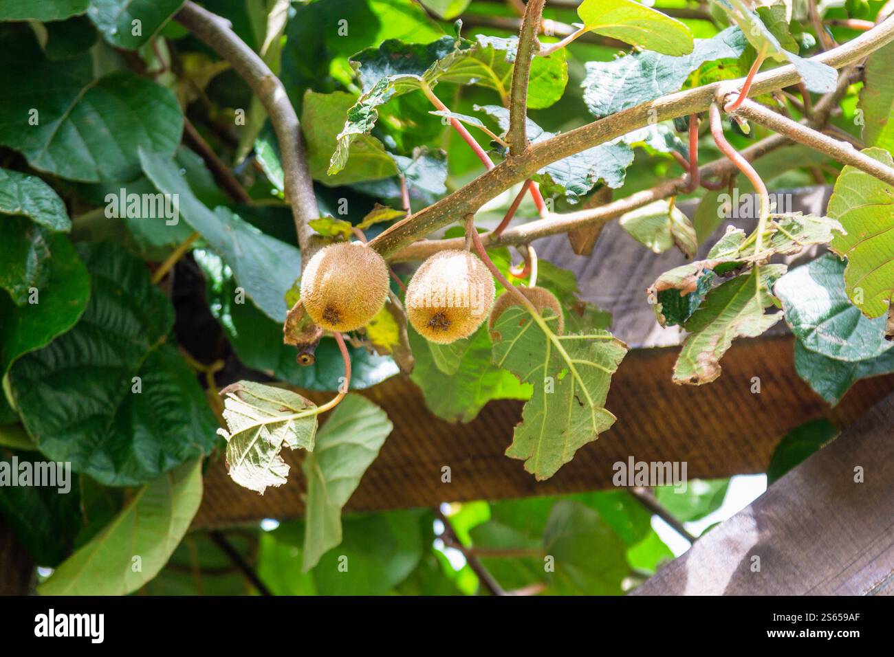 Viaggio in Georgia - coppia di kiwi maturi sulla vite in Agiaria il giorno d'autunno Foto Stock
