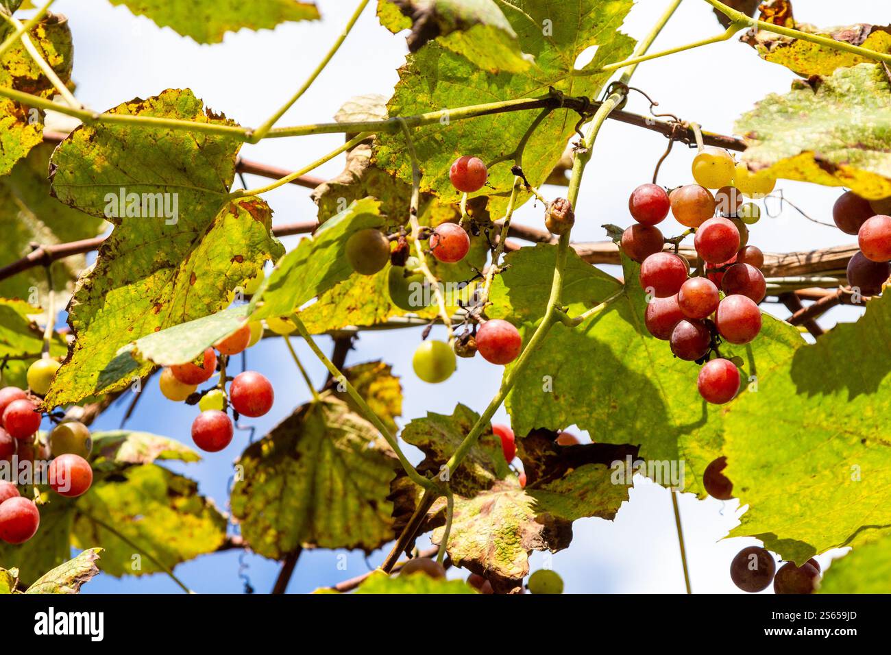 Viaggia verso la Georgia: Uva rossa sul vigneto nel villaggio di Tskhemlara in Agiaria in un soleggiato giorno autunnale Foto Stock