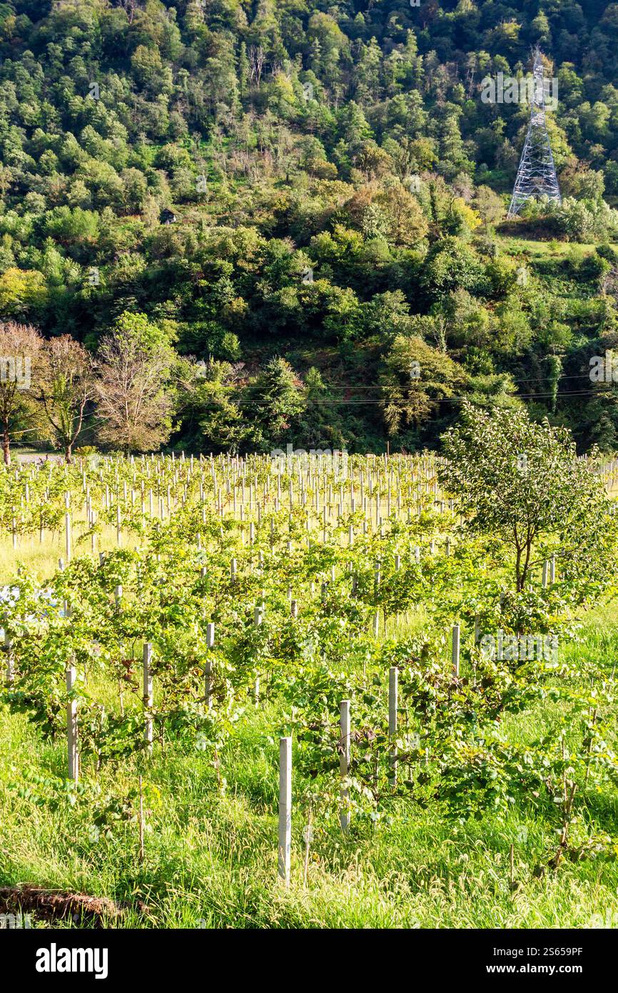 Viaggio in Georgia - vista del vigneto con uva Tsolikouri nella valle di montagna in Adjara nel soleggiato giorno autunnale Foto Stock