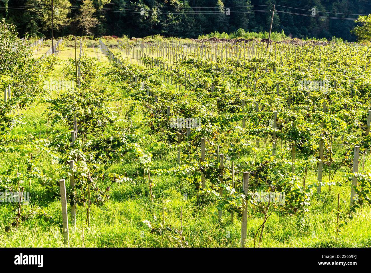 Viaggia verso la Georgia, un vigneto verde con uva Tsolikouri nella valle di montagna in Adjara, il soleggiato giorno autunnale Foto Stock