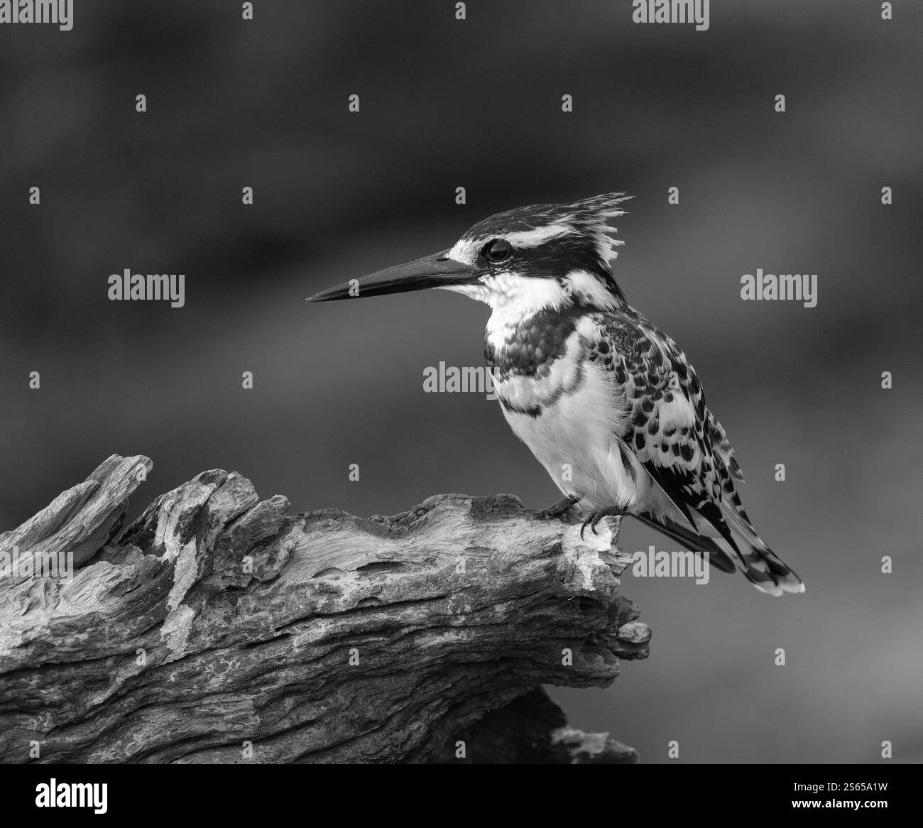 Perched Pied Kingfisher, bianco e nero, primo piano Foto Stock