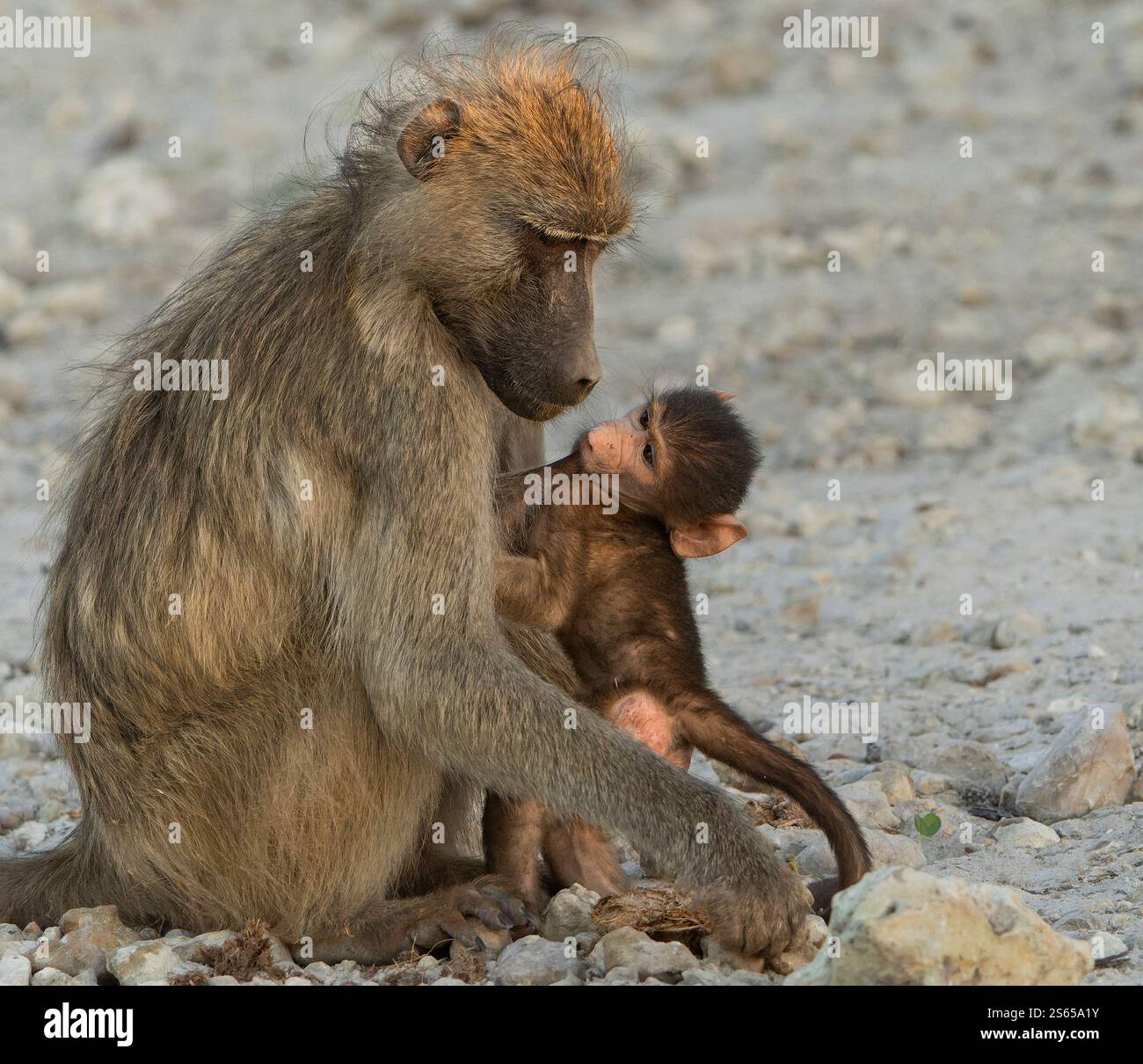 Madre e bambino babbuino Chacma che interagiscono Foto Stock