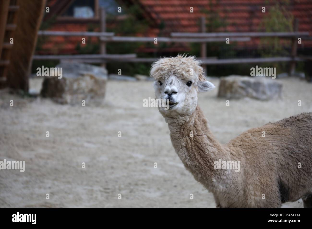 Llama alpaca nello zoo, animale soffice e carino da vicino. Llama alpaca nello zoo, animale soffice e carino Foto Stock