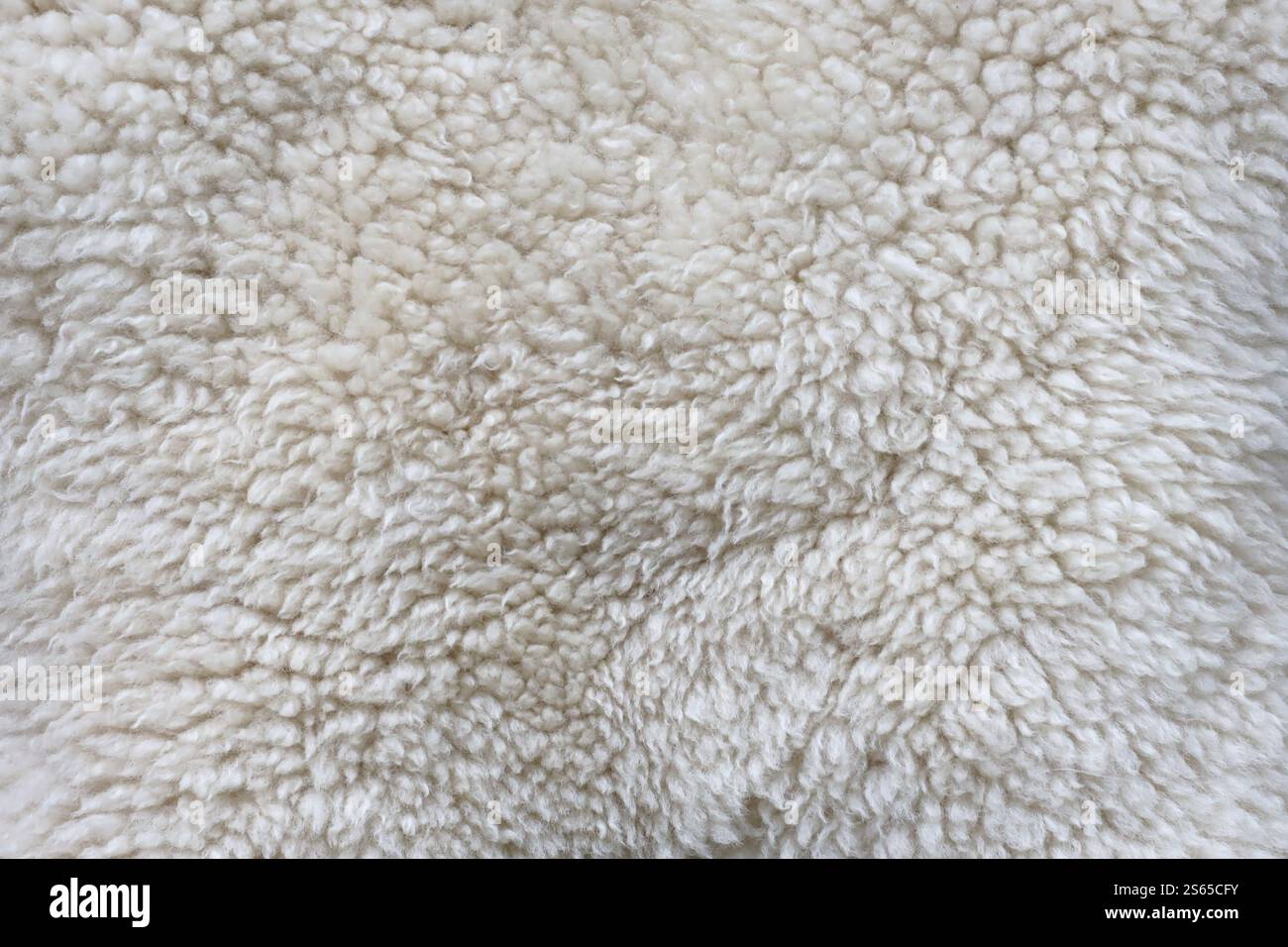 Consistenza della pelliccia di pecora, motivi di animali bianchi o grigi per primo piano sullo sfondo naturale. Consistenza della pelliccia di pecora, motivi di animali bianchi o grigi per la natura Foto Stock