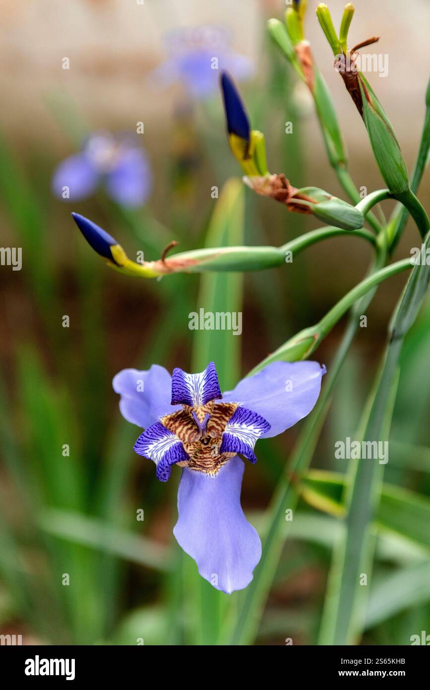 Neomarica caerulea o Walking Iris Foto Stock