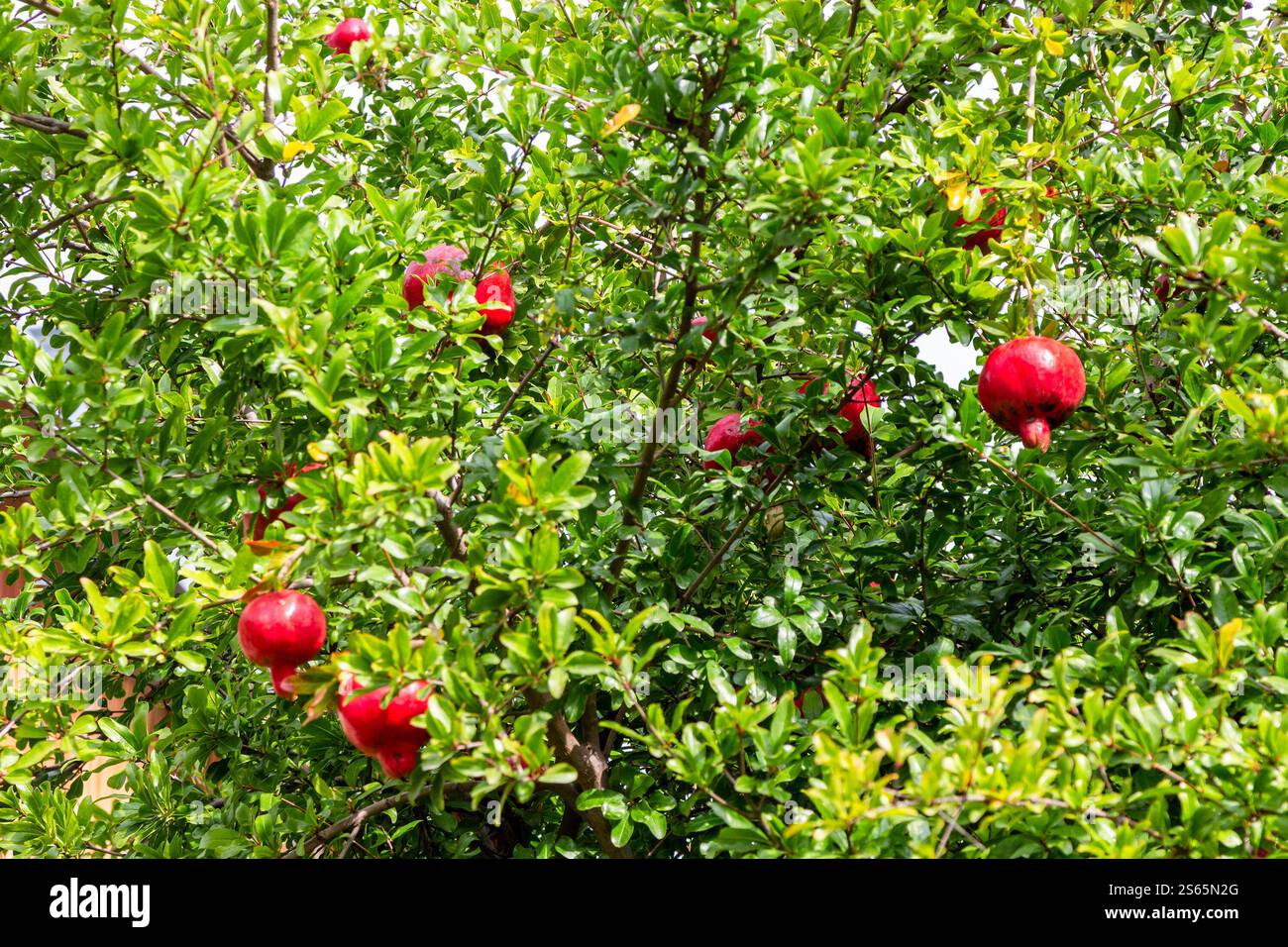 Viaggia in Georgia - frutti di melograno maturi sull'albero verde nella regione di Kakheti in Georgia in un giorno d'autunno soleggiato Foto Stock