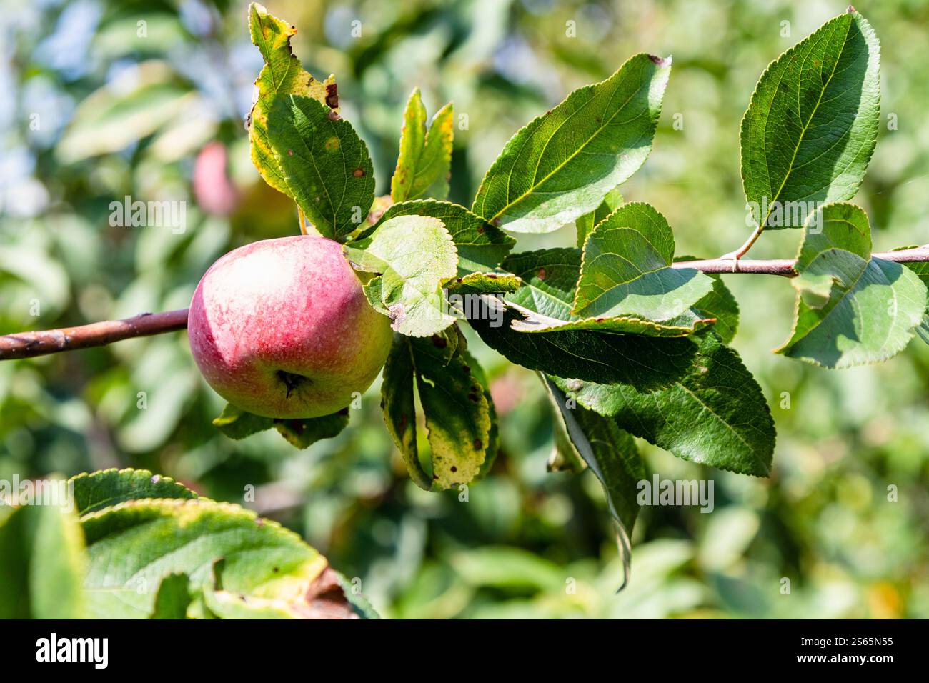 Viaggio in Georgia: Frutto di mele rosa maturo su ramoscello di mele nel frutteto di Kakheti, il soleggiato giorno autunnale Foto Stock
